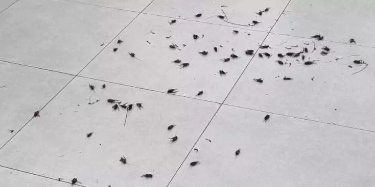 No ano passado, Belém sofreu com o ocorrido.