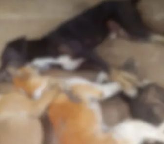 Imagem - Oito cães são encontrados mortos em área rural do Pará