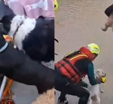 Imagem - Pets são resgatados durante enchentes causadas por fortes chuvas no sul da Espanha