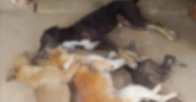 Imagem - Oito cães são encontrados mortos em área rural do Pará