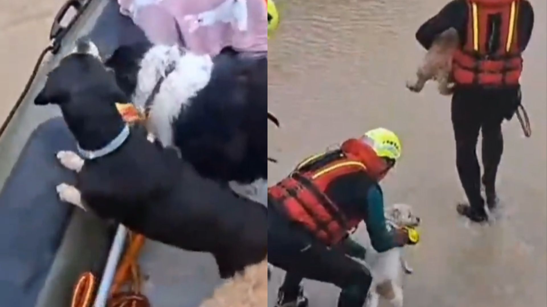 Pets são resgatados durante enchentes causadas por fortes chuvas no sul da Espanha