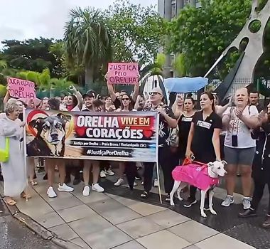 Imagem - População de SC protesta nas ruas contra morte de cão Orelha