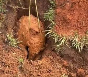 Imagem - Tatu-canastra é flagrado cavando perto de casa e vídeo viraliza nas redes