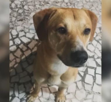 Imagem - Após vídeo nas redes, polícia apura maus-tratos a Caramelo; delegado adotou o cachorro