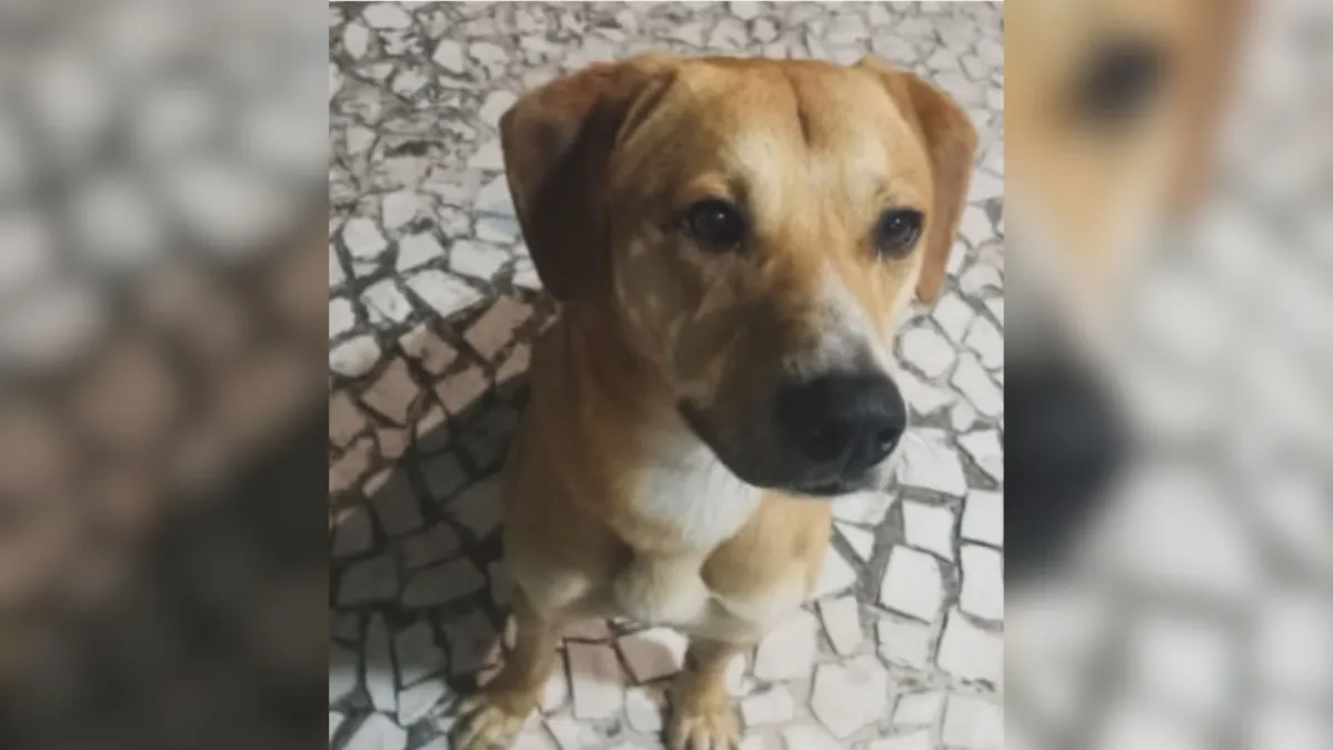 Após a repercussão, o cachorro — que vivia em situação de rua — foi resgatado e acabou adotado pelo delegado-geral da Polícia Civil de Santa Catarina