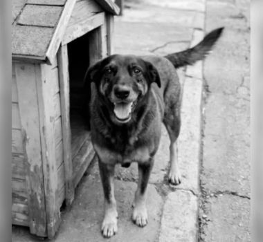 Imagem - Polícia Civil retira adolescente da lista de suspeitos em caso que matou cão em SC