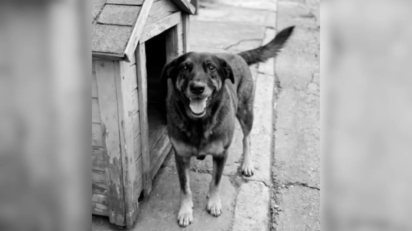 Polícia Civil retira acusação de adolescente envolvido em matar cachorro em Santa Catarina