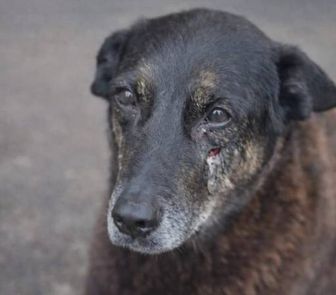 Imagem - Polícia aponta adolescente como único responsável pela morte do cão Orelha