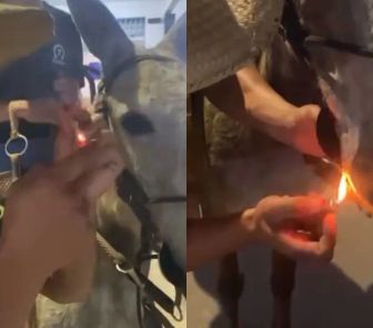 Imagem - Maus-tratos a animal em área rural de MG são alvo de apuração policial após denúncia virtual