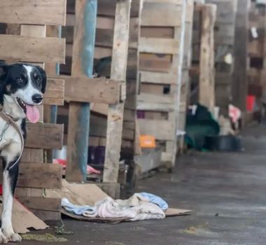 Imagem - MPPA pede prisão preventiva de homem suspeito de maus-tratos contra cachorro no sul do Pará