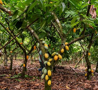 Imagem - Fundo Amazônia destina R$ 80 milhões para produção sustentável na região