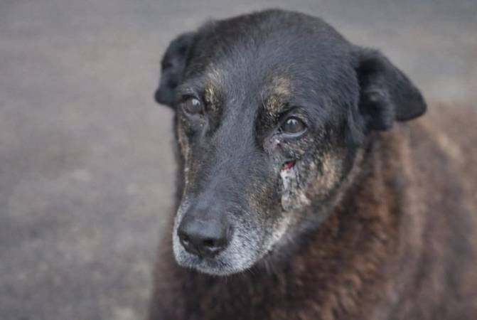 Cão Orelha foi brutalmente espancado -