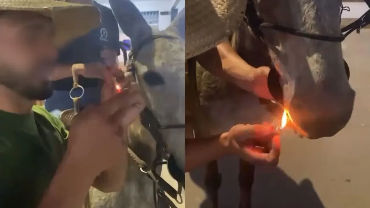 Maus-tratos a animal em área rural de MG são alvo de apuração policial após denúncia virtual