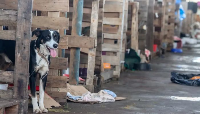MPPA pede prisão preventiva de homem suspeito de maus-tratos contra cachorro no sul do Pará
