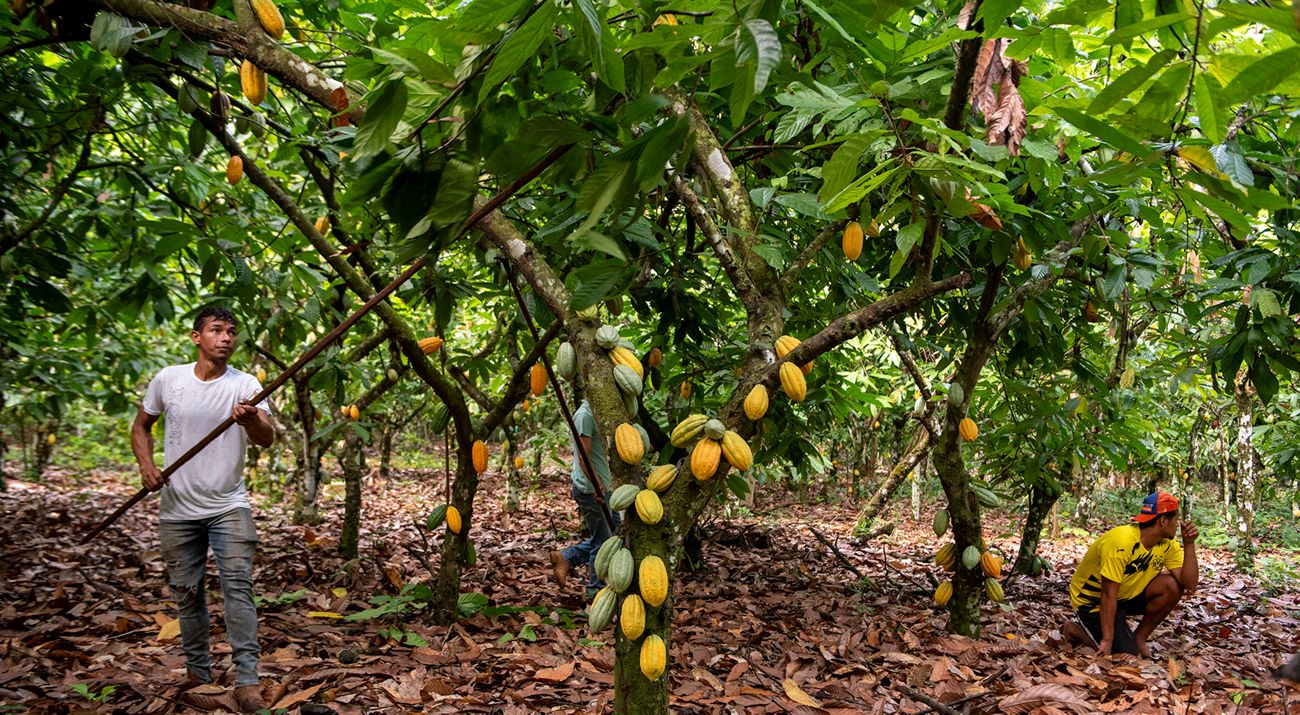 Produção sustentável na Amazônia ganhará recursos