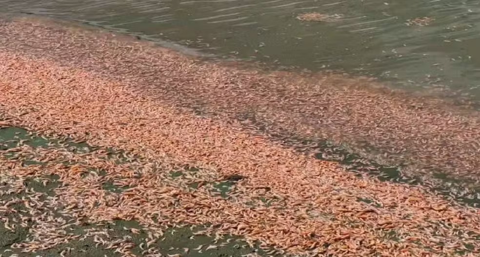  A causa da mortandade ainda é investigada