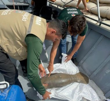Imagem - Filhote de peixe-boi aparece ferido e é resgatado em Óbidos