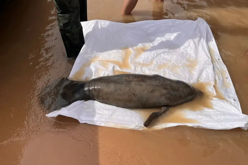 A espécie é considerada ameaçada de extinção.