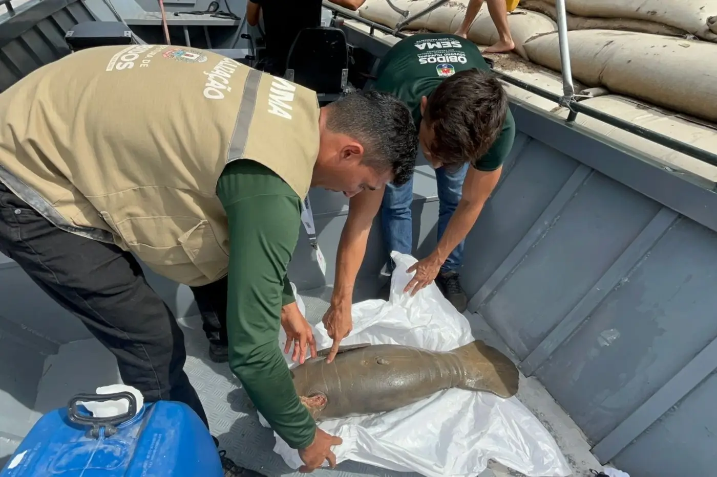O animal apresentava ferimentos aparentes e possível risco de morte.
