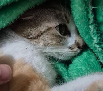 Imagem - Mulher é presa após jogar gata do 12º andar em prédio no centro de Curitiba