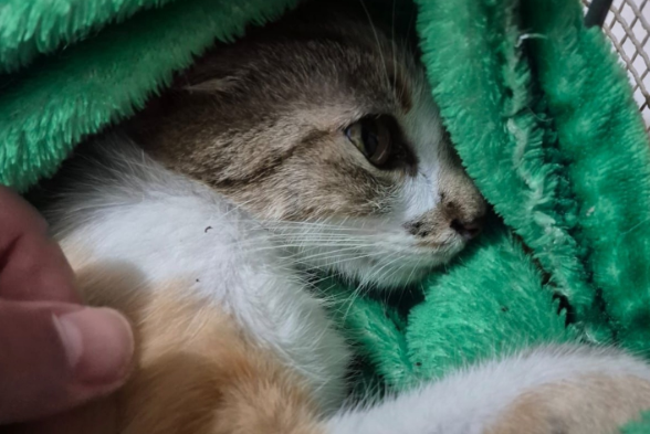 Animal sobreviveu à queda e segue internado com ferimentos graves em ONG