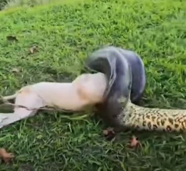 Imagem - Em Itaituba, militares salvam cachorro após ataque de cobra