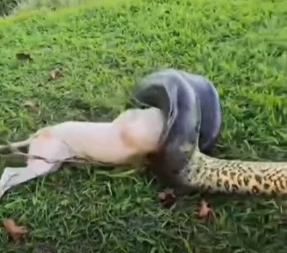 Imagem - Em Itaituba, militares salvam cachorro após ataque de cobra