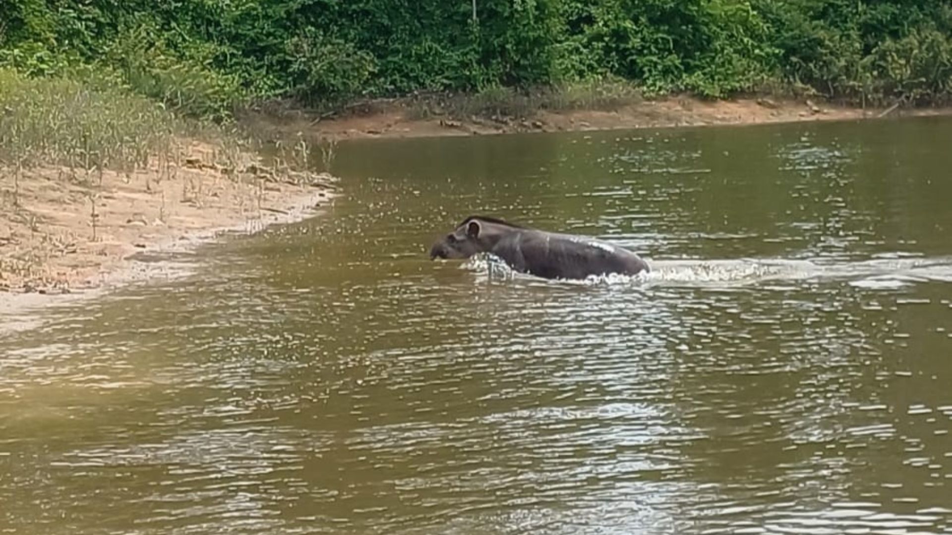 Imagem - Duas antas são flagradas nadando no reservatório intermediário de Hidrelétrica no Pará