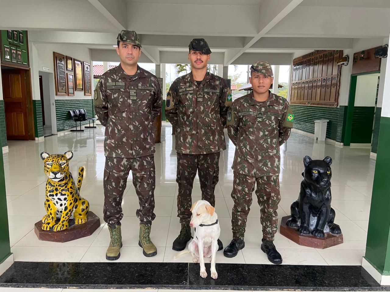 Após ataque de sucuri, cadela é adotada por militar que a salvou com técnicas de sobrevivência na selva.