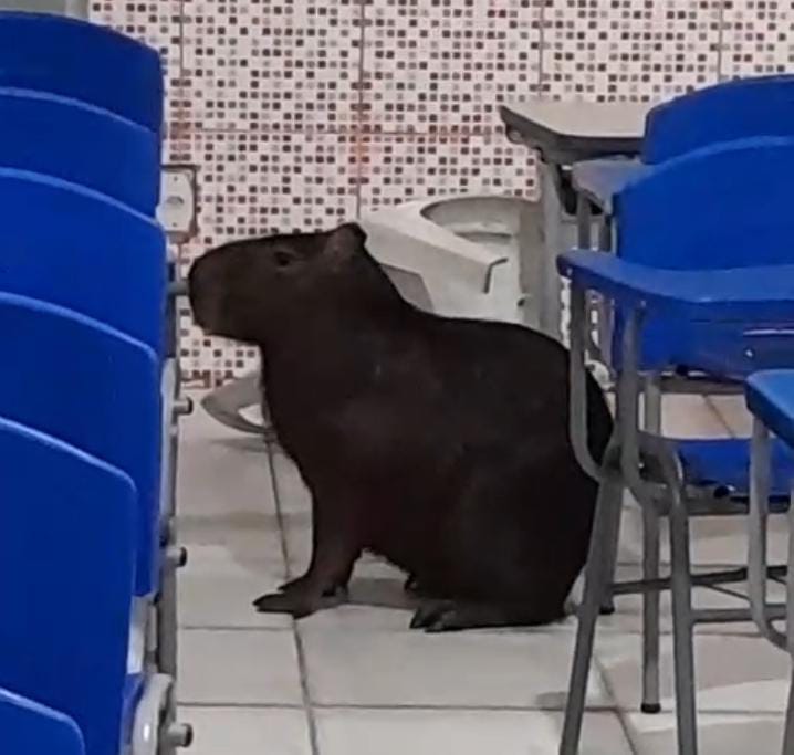  Bombeiros foram acionados para resgatar a capivara -