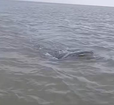 Imagem - Peixe gigante surge em rio da Amazônia e impressiona barqueiro