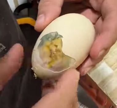 Imagem - Criador de galinhas registra nascimento raro de dois pintinhos em um único ovo no Mato Grosso