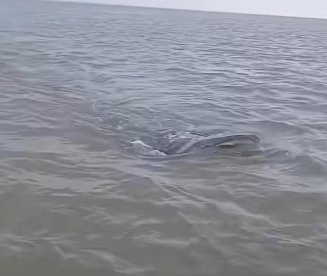 Imagem - Peixe gigante surge em rio da Amazônia e impressiona barqueiro