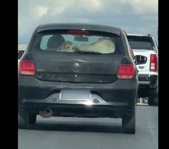 Imagem - Bezerro é flagrado 'de carona' em carro de passeio em MG