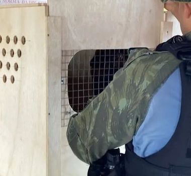 Imagem - Base fluvial intercepta mais de 140 animais silvestres transportados ilegalmente no Pará