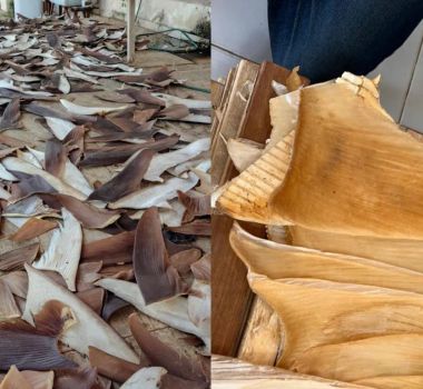 Imagem - PF desmonta entreposto clandestino e apreende 1,5 tonelada de barbatanas de tubarão na Bahia