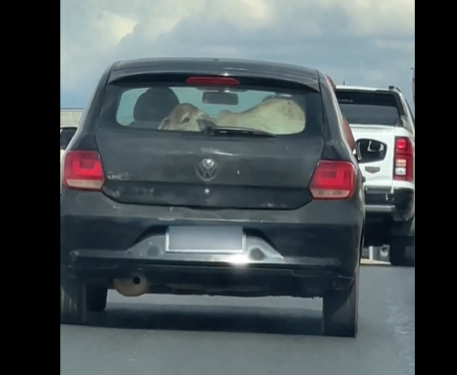 Flagrante foi feito por um motorista que seguia no carro de traz