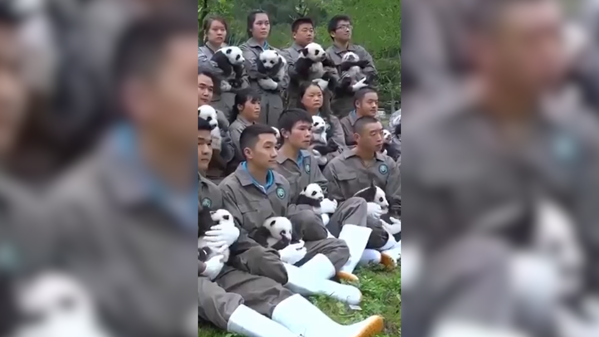 Imagens divulgadas por centro de conservação chinês celebram o Ano Novo Chinês e viralizam nas redes