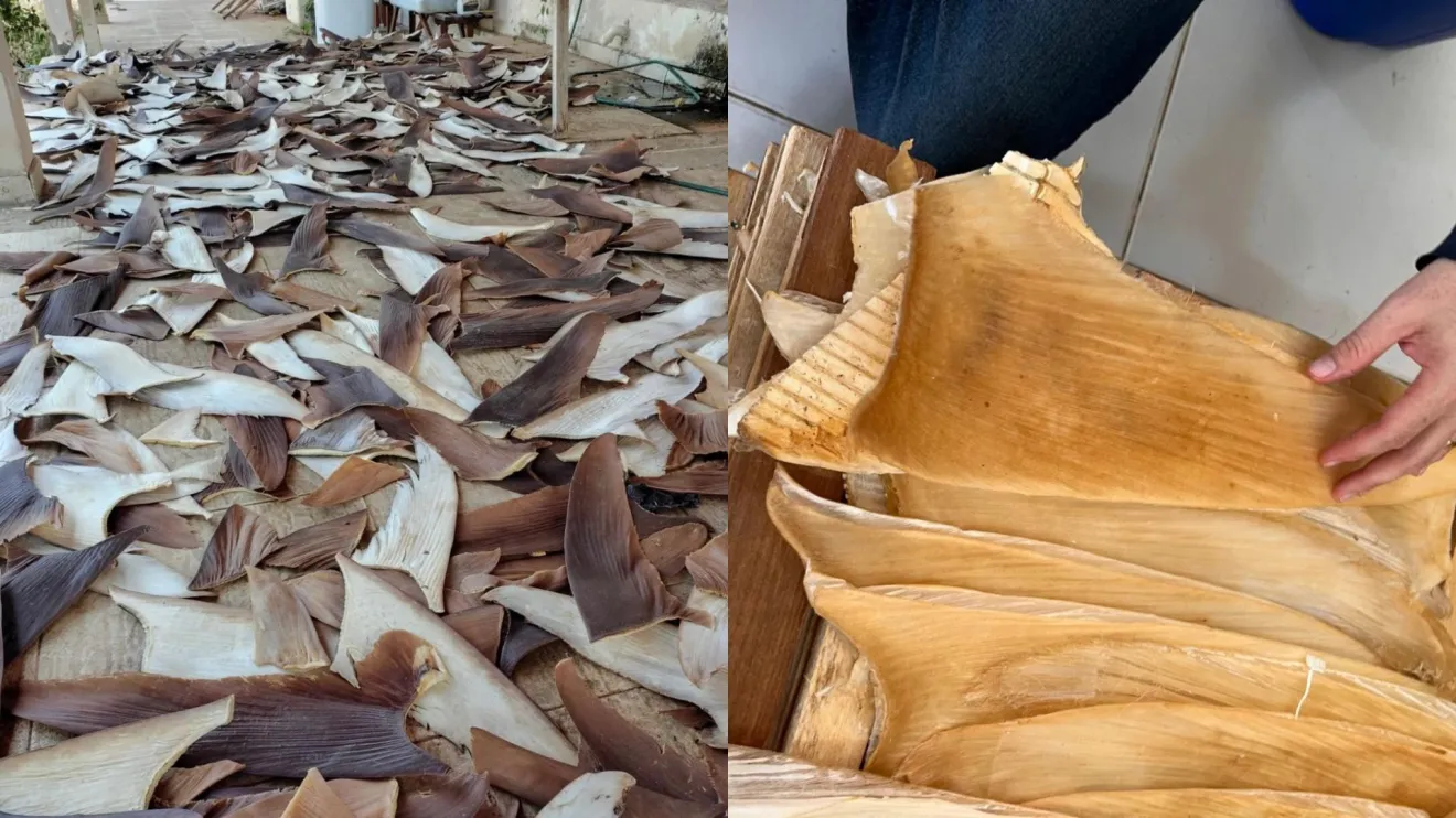 PF desmonta entreposto clandestino e apreende 1,5 tonelada de barbatanas de tubarão no norte da Bahia