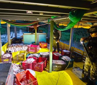Imagem - Base Fluvial Candiru, da Segup, intercepta 5 toneladas de mapará durante período de defeso em Óbidos
