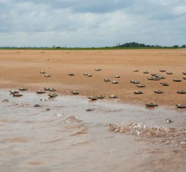 Imagem - Parceria fortalece a conservação de quelônios no rio Xingu e reintegra mais de 360 mil filhotes em 2025