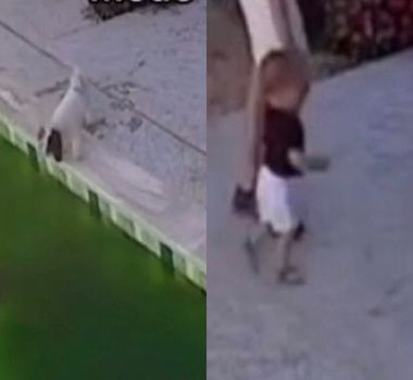 Imagem - Cachorra alerta família e ajuda a salvar bebê que caiu em piscina em casa