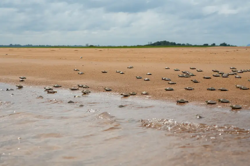 Imagem - Parceria fortalece a conservação de quelônios no rio Xingu e reintegra mais de 360 mil filhotes em 2025