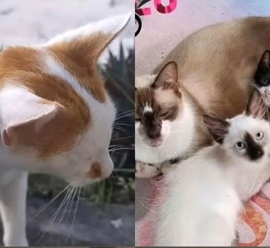 Imagem - Após morte de cuidadora em Belém, 60 gatos castrados aguardam por um novo lar