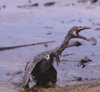 Imagem - Ibama aponta risco à fauna marinha após vazamento da Petrobras na Foz do Amazonas