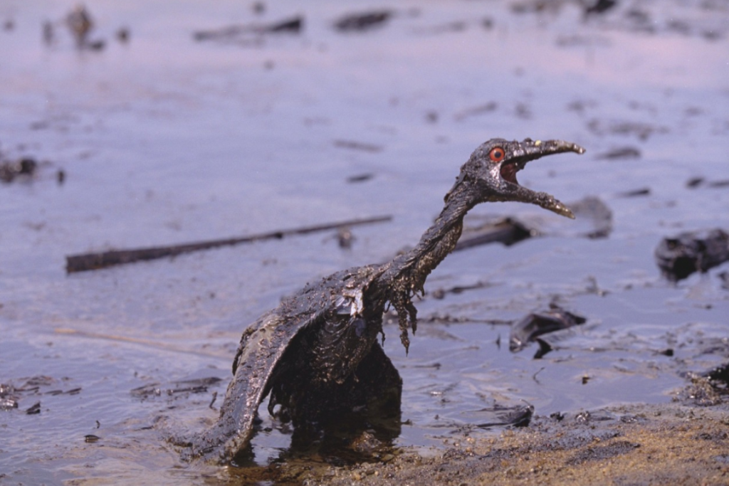 A ocorrência envolve a Petrobras e reacende o debate sobre os riscos ambientais da exploração de petróleo em áreas sensíveis da costa Norte do país


