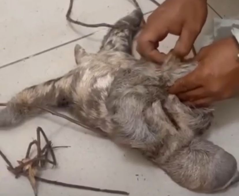 Durante a abordagem, o suspeito admitiu que mantinha a preguiça no imóvel com a intenção de abatê-la para consumo