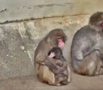 Imagem - Filhote de macaco rejeitado pela mãe em zoo faz amigo e é adotado