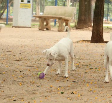 Imagem - Estatuto dos Cães e Gatos prevê penas para quem maltratar animais