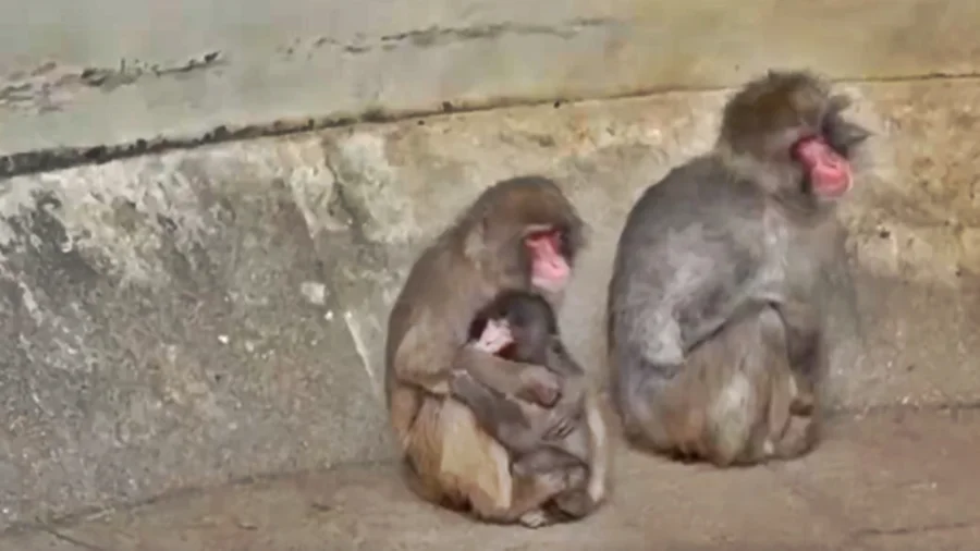 Imagem - Filhote de macaco rejeitado pela mãe em zoo faz amigo e é adotado